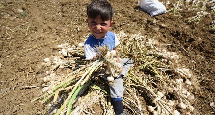 Taşköprü sarımsağında rekolte beklentisi 25 bin ton