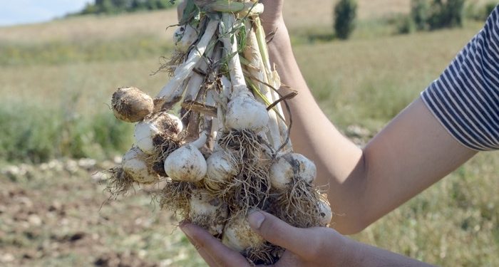 25 bin tonluk rekolte bekleniyor
