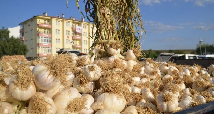 Taşköprü Sarımsağı pazara indi