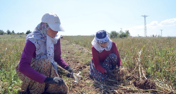 Sarımsak tarlasında okul harçlığı mesaisi