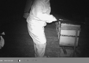 Binlerce arı telef oldu, gerçek güvenlik kamerası görüntülerinde ortaya çıktı