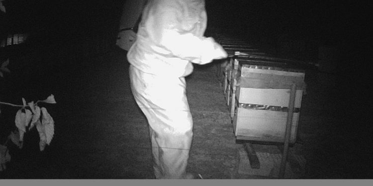 Binlerce arı telef oldu, gerçek güvenlik kamerası görüntülerinde ortaya çıktı