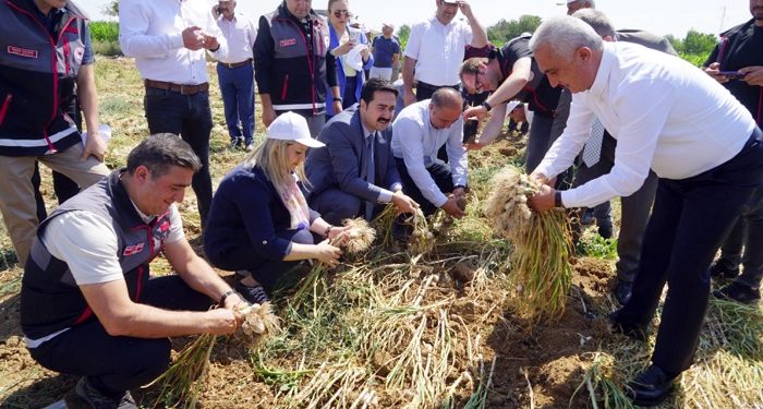 Taşköprü sarımsağının hasadı devam ediyor