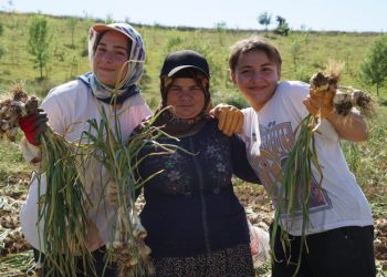 Yaşıtları tatilde onlar sarımsak tarlasında