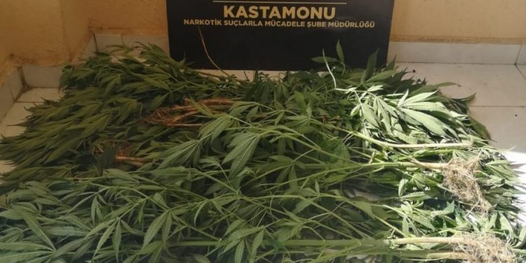 46 kök kenevir ele geçirildi