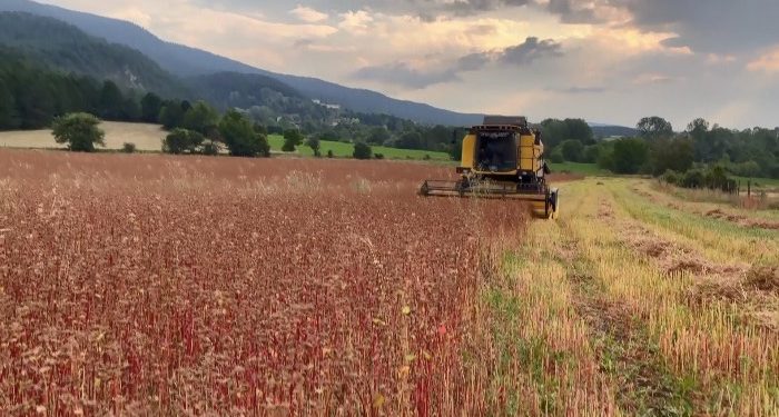 Çölyak hastalarının besin kaynağı karabuğdayda yüksek verim