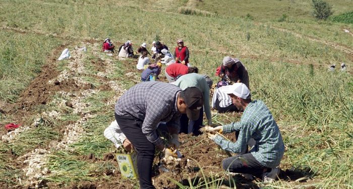 Kene vakalarında hasat artışı