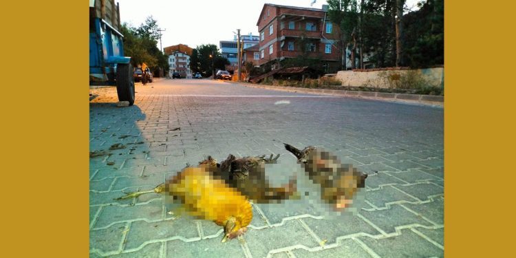 Başıboş sokak köpekleri, bahçedeki kuzuları ve kümesteki tavukları öldürdü