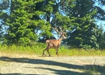 İhsangazi’de kızıl geyik görüntülendi