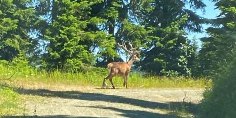 İhsangazi’de kızıl geyik görüntülendi