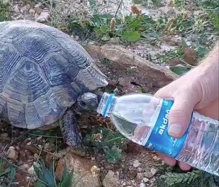 Kaplumbağanın imdadına muhtar yetişti