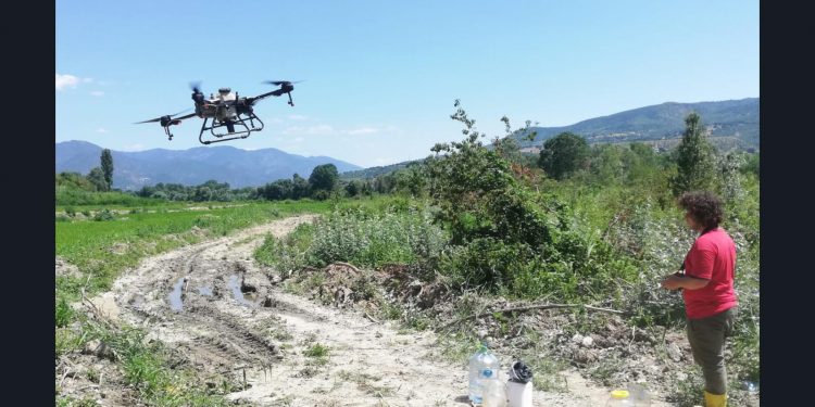 Çeltik tarlalarına dronla ilaçlama
