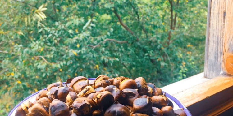 “İnebolu kuzu kestanesi” coğrafi işaret tescili aldı