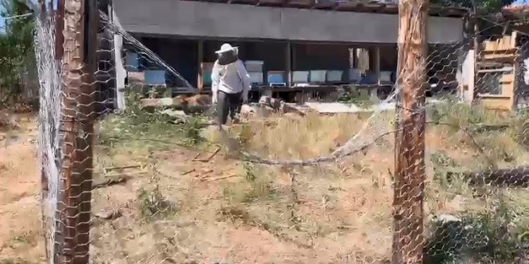 Tel örgülü önlem ayıları durduramadı