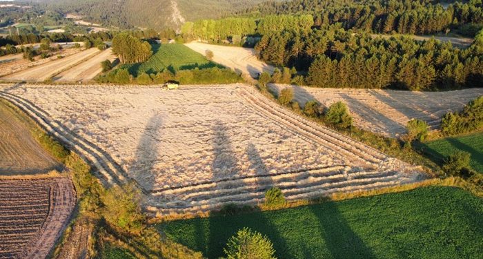 ‘Siyez’de hasat dönemi başladı