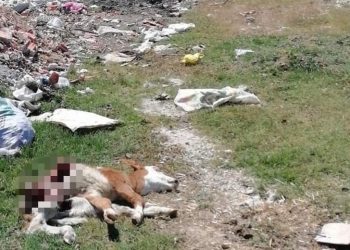  Hastalık sebebiyle ölen hayvanı, yol kenarına attılar