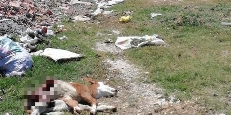  Hastalık sebebiyle ölen hayvanı, yol kenarına attılar