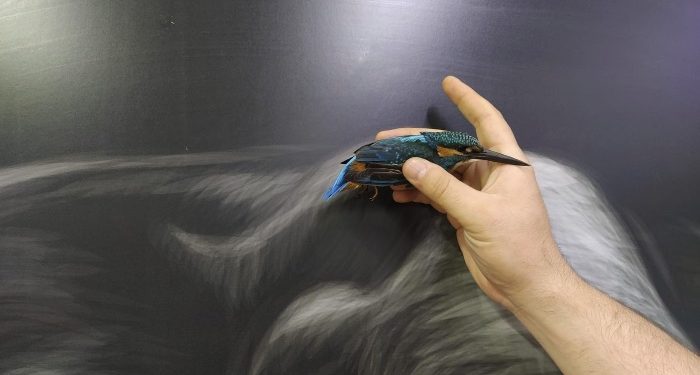 Yaralı halde bulunan yalıçapkını ve karga koruma altına alındı