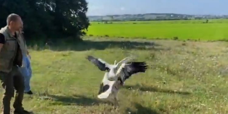 Göç sırasında yaralanan leylekler, tedavilerinin ardından doğaya bırakıldı