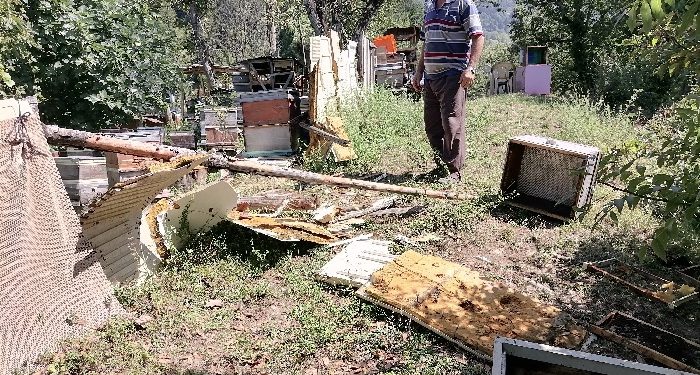 Aç kalan ayı köye indi: Kovanlardaki arıları telef etti