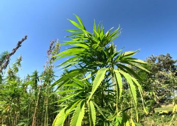 Kenevirde sözleşmeli üretime geçildi, ekim alanı 10 katına çıktı