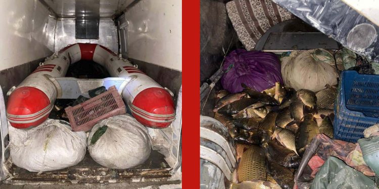 Devrekani Jandarma’dan kaçak balık avı operasyonu