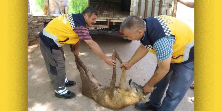 Yaralı halde bulunan karaca tedavi altına alındı