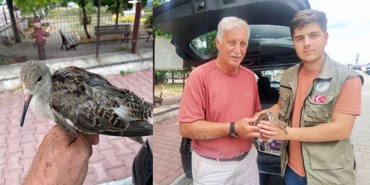 Yaralı kuşun imdadına kuş dostu Şenol yetişti