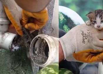 Yağmur borusuna sıkışan yavru kediyi market çalışanları kurtardı