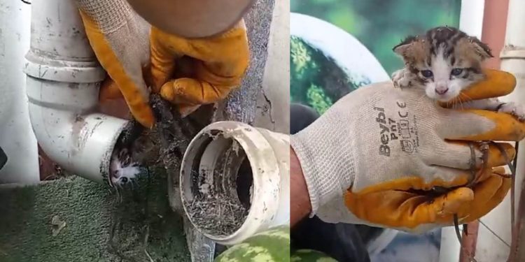 Yağmur borusuna sıkışan yavru kediyi market çalışanları kurtardı