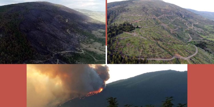 Yanan orman yeniden yeşerdi