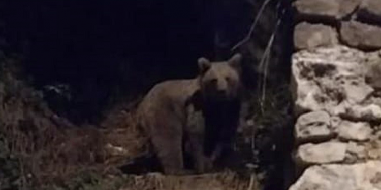 İlçe merkezine inen ayı kamerada