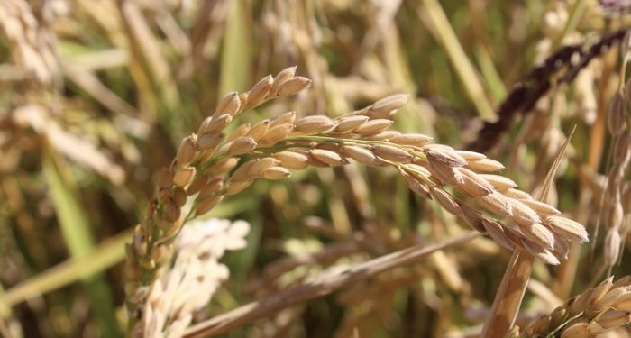 Tosya’da hasat başladı