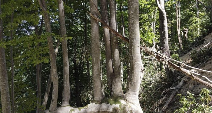 Bir daldan yedi ağaç boy verdi