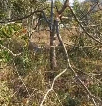 Köye inen ayı, ağaçları kırıp elmaları yedi