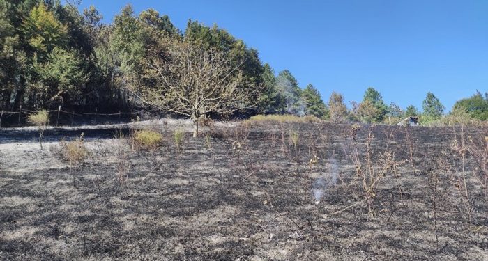 Orman yangını büyümeden söndürüldü
