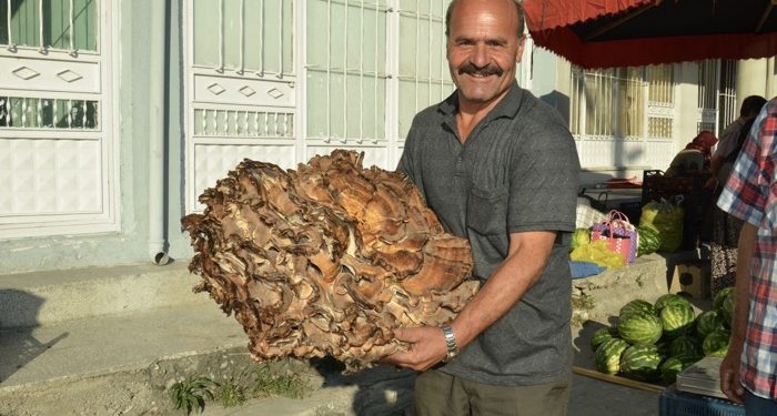 37 Kiloluk mantar buldu: Kilogramını 40 liraya satıyor