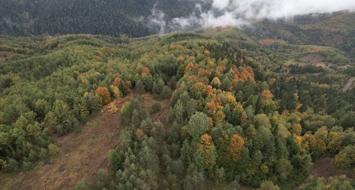 Ormanlarımız sonbahar renklerine bürünmeye başladı