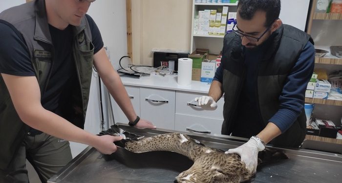 Tedavisi tamamlanan kartal, doğaya salındı