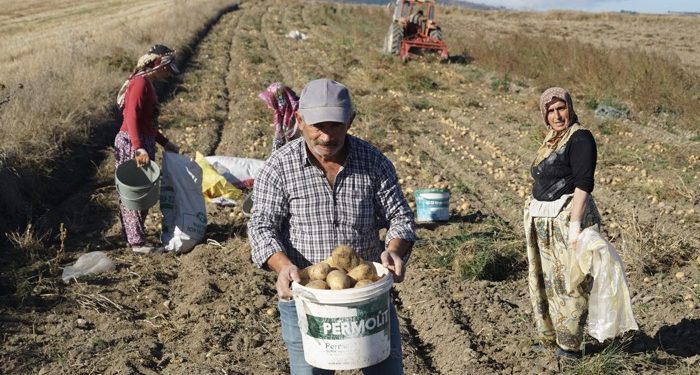 Patatesin fiyatı çiftçilerin yüzünü güldürüyor