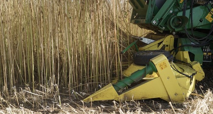 30 yıl sonra ekimine başlanan kendirin hasadı yapıldı