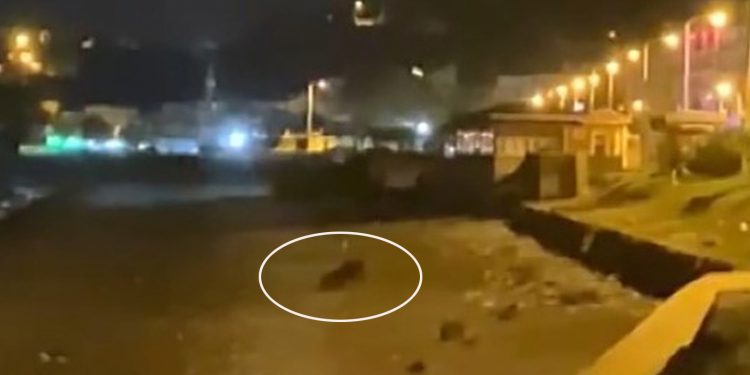 Kocaoğlan, yavrusuna sahil turu attırdı!