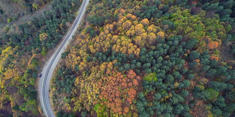 Ormanlarımızda sonbaharın renkleri hakim oluyor