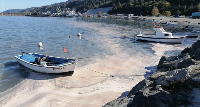 Deniz yüzeyi sarı tabakayla kaplandı, etrafı kötü koku sardı