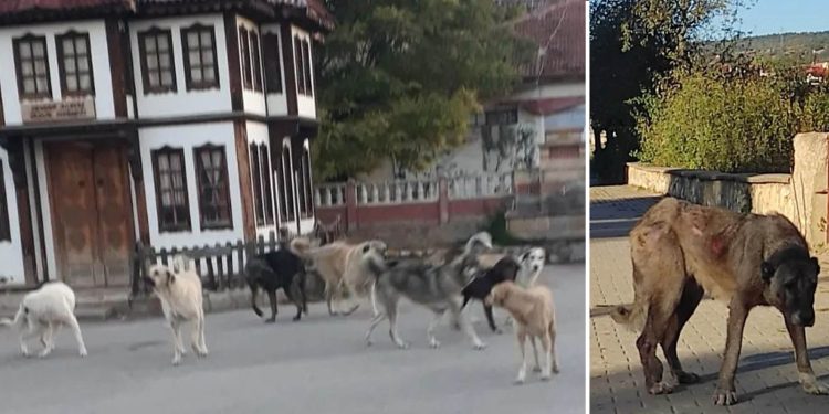 Önlem isteniyor