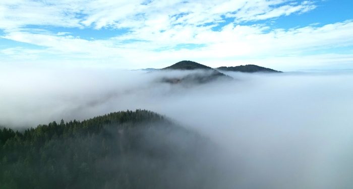 Sisle kaplanan ormanlar dron ile görüntülendi