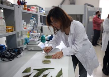 Orman gülünden yara kremi ile yenilebilir film üretilecek