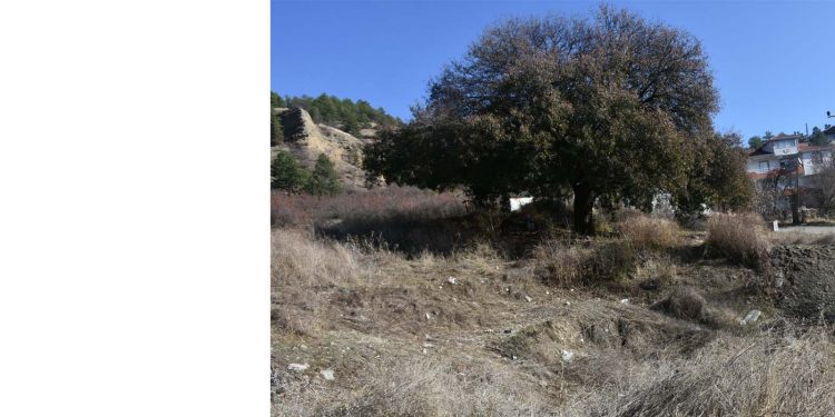 Anıt ağacın çevresini çöplüğe çevirenlere tepki