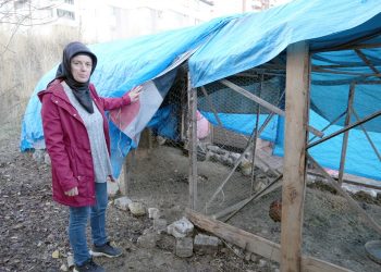 Sokak köpekleri hayallerini yok etti