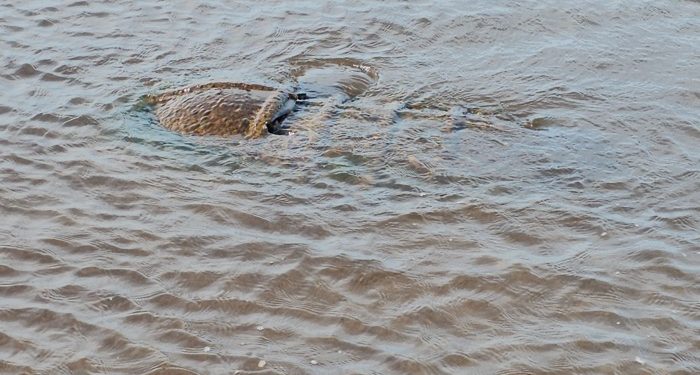 Denizde görülen obje ekipleri harekete geçirdi